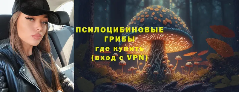 Псилоцибиновые грибы Psilocybe  Верхняя Салда 